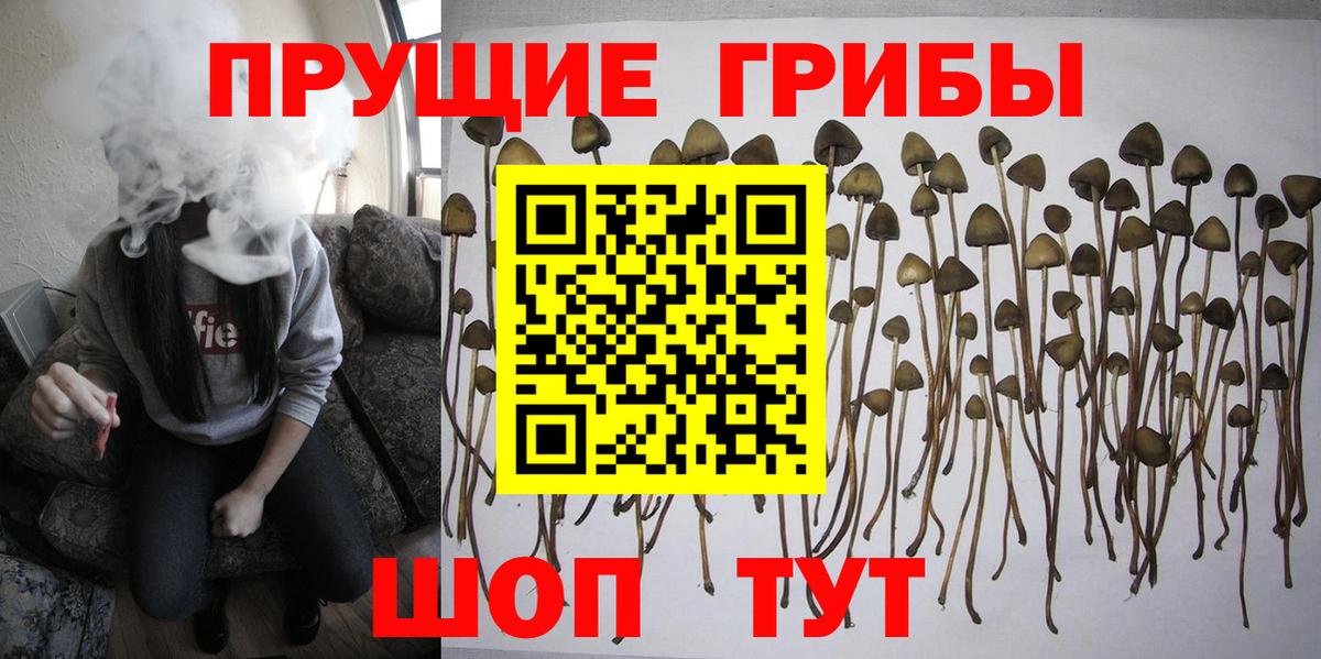 Кириши  Галлюциногенные грибы мухоморы  Галлюциногенные грибы прущие грибы  Вход с VPN 